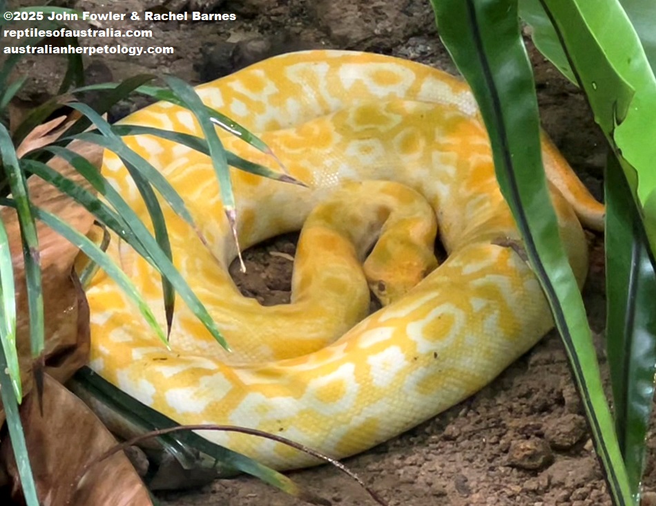 Albino Burmese Python (Python bivittatus) photographed at the National Zoo of Malaysia (Zoo Negara)